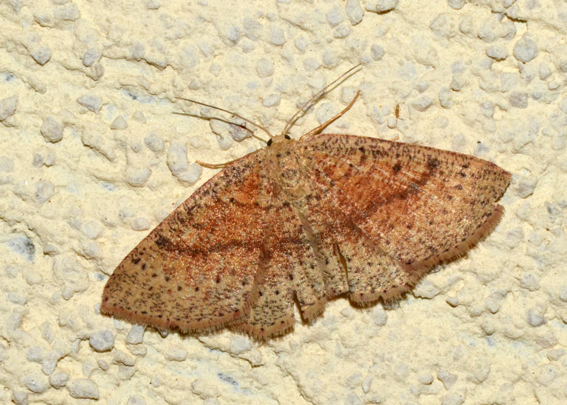 Geometridae da determinare